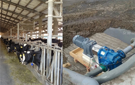 为什么牛不能吃“细粮”? 为什么牛不能吃“细粮”?